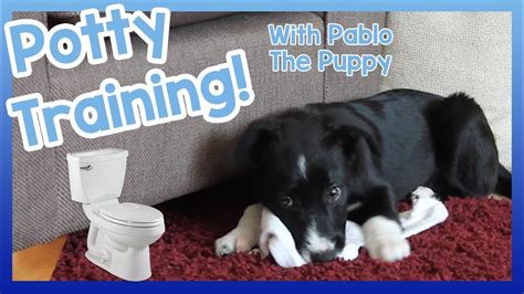 How To Potty Train Your Puppy Top Tips On How To Easily Toilet Train