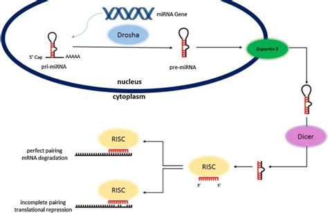 miRNA - Therapeutic tool in breast cancer? Where are we now? - Abstract ...