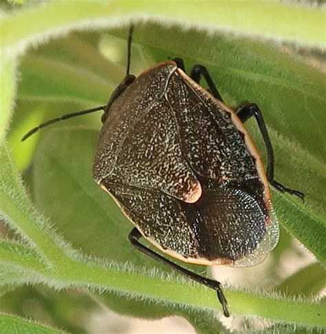 Conchuela Bug Chlorochroa Ligata Madera Canyon Proctor Flickr