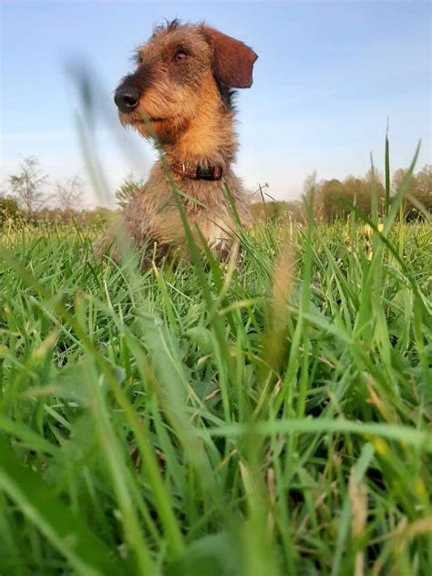 Pin Van Wilma Op Dachshunds Teckels Dachshund Teckels