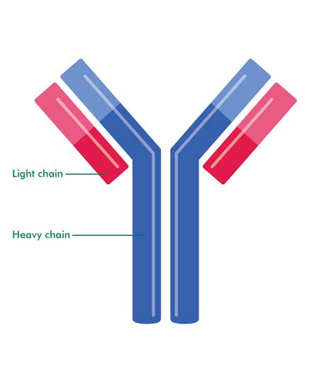 Antibody structure Diagram | Quizlet