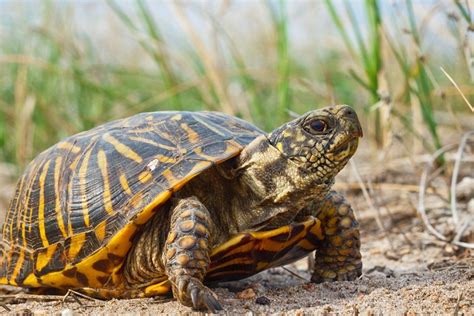 Ornate Box Turtle Facts Habitat Diet Adaptations Video