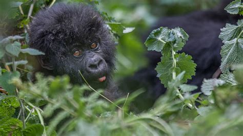 Day Rwanda Gorilla Golden Monkey And Wildlife Viewing Safari