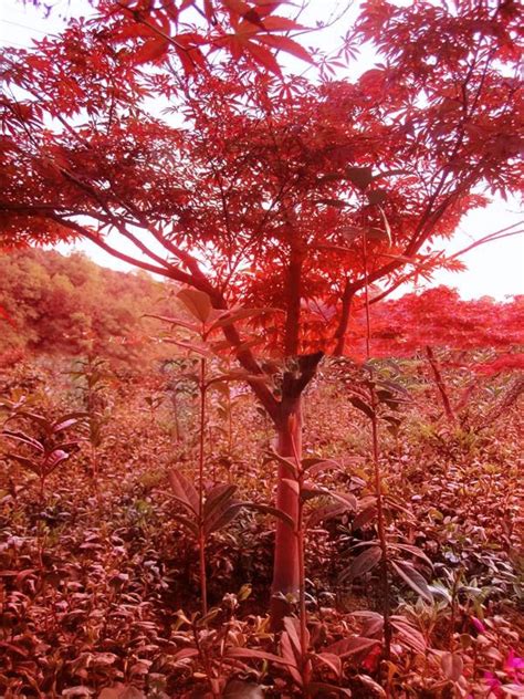 红枫树手机壁纸风景图片手机壁纸第3页大山谷图库