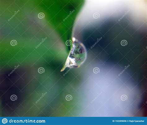 Grandes Gotas Bonitas Da Gua De Chuva Transparente Em Um Macro Verde