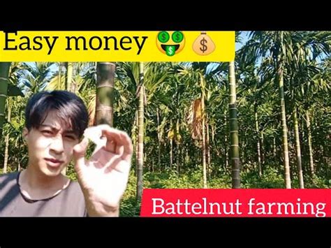 Areca Nut Farming Betelnut Cultivation In Assam Youtube