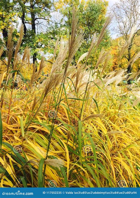 Bentgrass Stock Image Image Of Bentgrass Grass Autumn 117552235