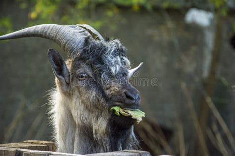 Funny Face Of A Brown White Horned Goat Portrait Of Head Stock Image