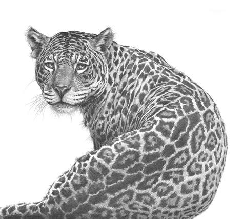 Serenity Clouded Leopard A Pencil Drawing Of A Clouded Leopard