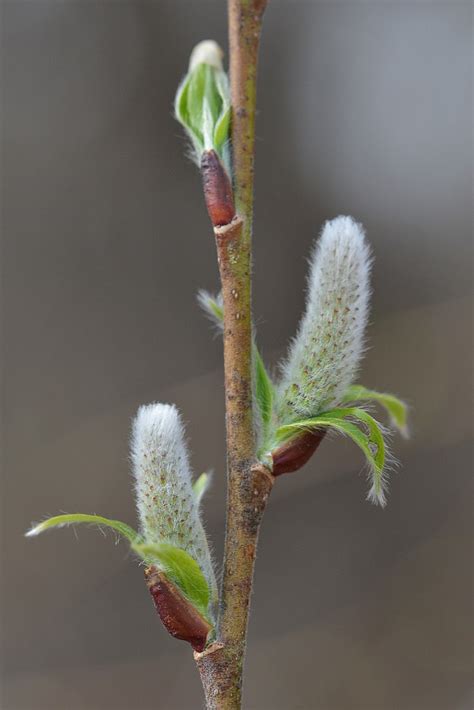 File American Pussy Willow Salix Discolor Kitchener Ontario Wikimedia Commons