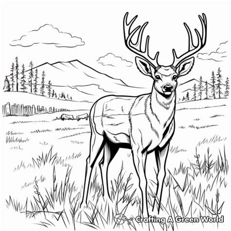 Mule Deer Coloring Pages Free Printable