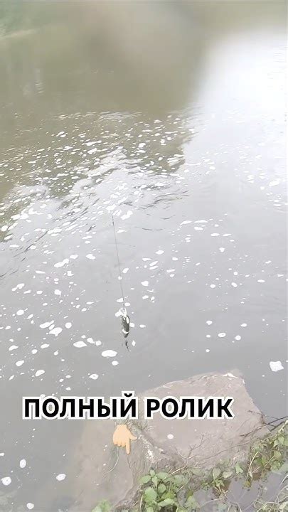 Этот воблер ловит хорошо и по течению! Лутший воблер SPRO IRIS UNDERDOG ...