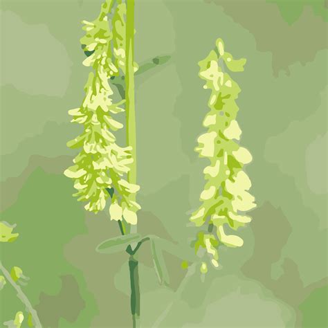 Two-Spotted Bumble Bee – Bumble Bees of Wisconsin – UW–Madison