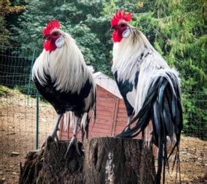 Phoenix Chicken: Eggs, Height, Size and Raising Tips