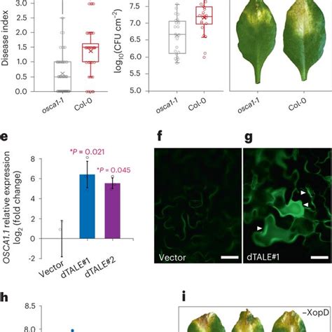 Xopd Dependent Hosts Epigenetic Transcriptional Reprogramming A