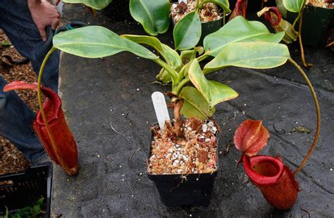 Nepenthes Truncata X Mira Glowing Red Carnivero