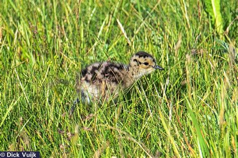 Birds Of Iceland Numenius Phaeopus Whimbrel