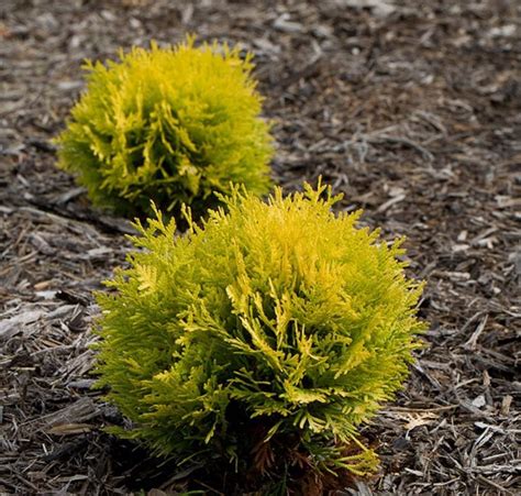 Arborvitae Trees Types And Care Garden Design