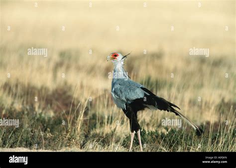 Secretary Bird Sagittarius Serpentarius Standing In Savanna Namibia