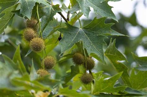 Discover Different Types And Uses Of Spiky Balls From Trees Updated