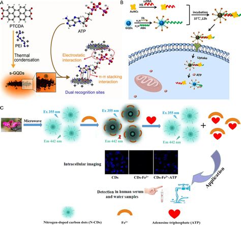 Cds For Atp Detection In Living Cells A Synthetic Procedure Of S Gqds Download Scientific