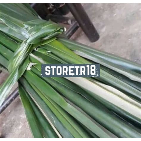 Jual Daun Pohon Aren Segar Per Kg Shopee Indonesia