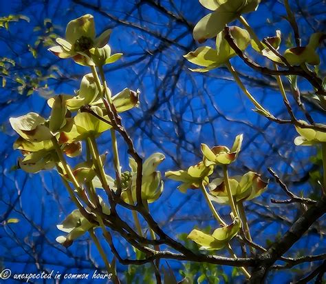 Dogwood – Unexpected in common hours