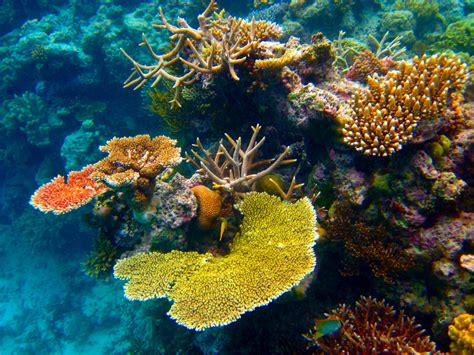 Climate The Great Barrier Reef