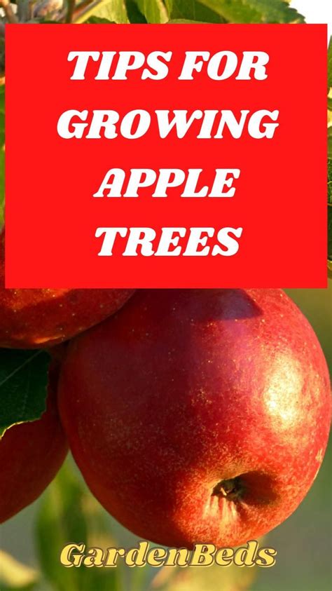 Tips For Growing Apple Trees Artofit