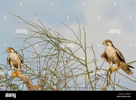 Indian Falcons Bird Hi Res Stock Photography And Images Alamy