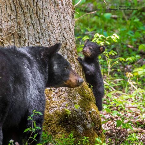 History Culture Flora And Fauna Great Smoky Mountain Eco Tours