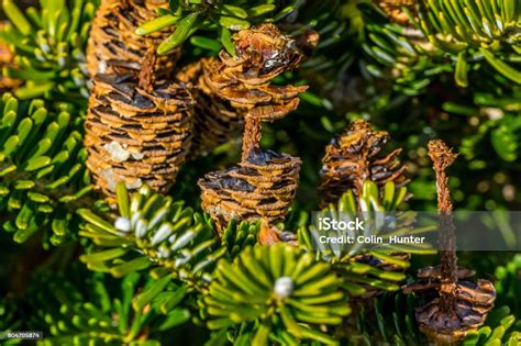 Korean Fir Tree Seeds Stock Photo - Download Image Now - Animal, Cone Shape, Disintegration - iStock