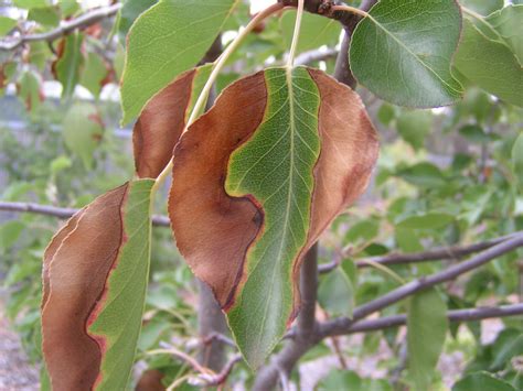 ornamental pear tree 14