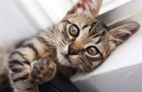 Дракон Ли Кошка Фото – Telegraph