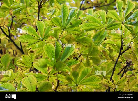 Season Of Beautiful Chesnut Tree With Autumn Leaves Nature Background