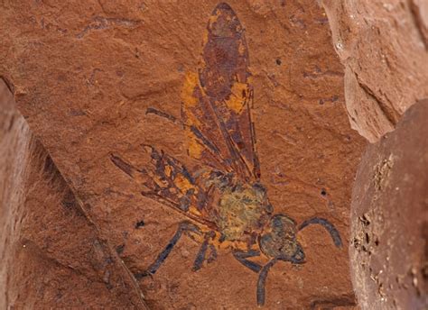 Exquisitely Preserved Collection Of Fossils Uncovered In Australia