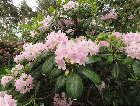 Морозоустойчивые рододендроны – сорта с фото, для Подмосковья, посадка ...