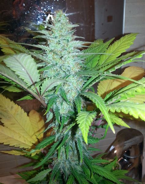 Afghan Kush X Black Domina Strain World Of Seeds Cannapedia