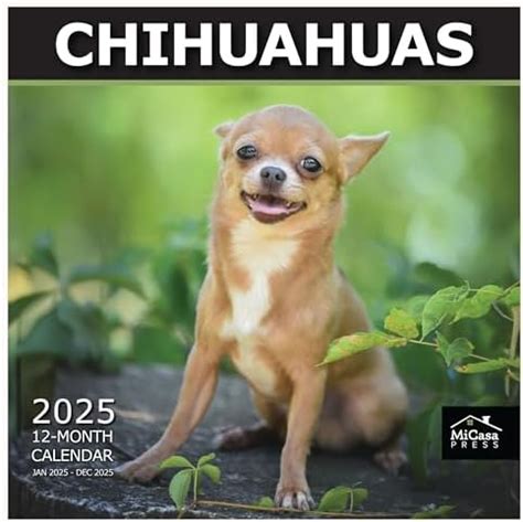 Amazon Micasa Chihuahuas Hangable Monthly Wall Calendar