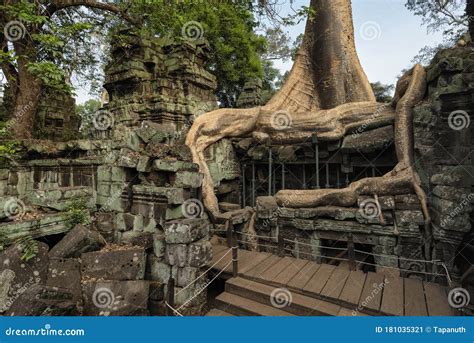 Angkor Wat Overgrown Temple Ruins Royalty Free Stock Photo