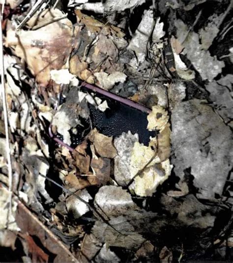 Delphi Murders: Crime Scene Forensics – What They Didn't Tell You - 5058yhk