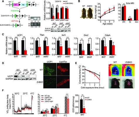 Zc3h10 Is Required For Full Activation Of BAT Gene Program A Left