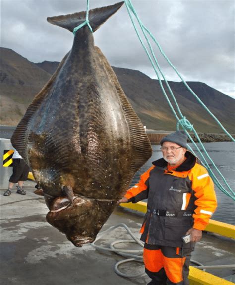 🚩 Рыба палтус: виды с фото, цена и вес