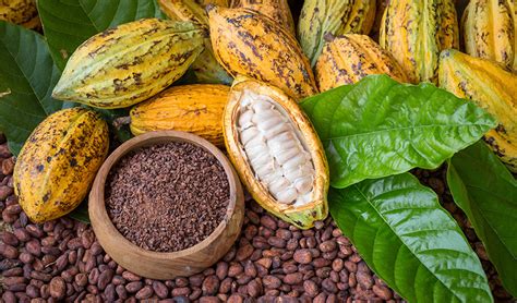 Cacao Beans: Health Benefits and Ways To Use – Healthy Blog