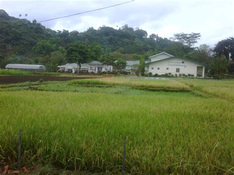 Philippine Rice Research Institute In Uplb Los Ba Os Lab