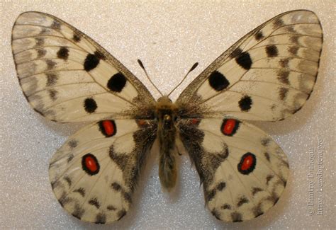 Photo #12144: Parnassius nomion