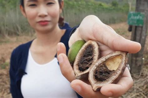 Bangkok Post Governor Orders Study Into Sex Stimulant Seeds