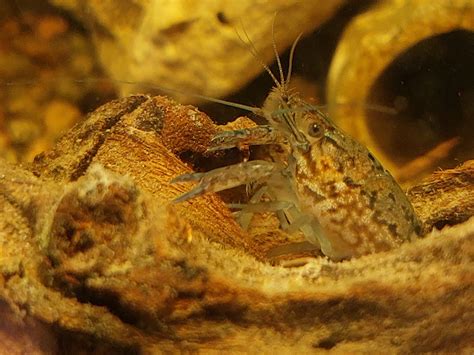 Статьи сообщества NATURALIST | Природа и творчество | ВКонтакте