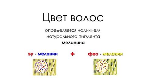 От чего зависит цвет волос?