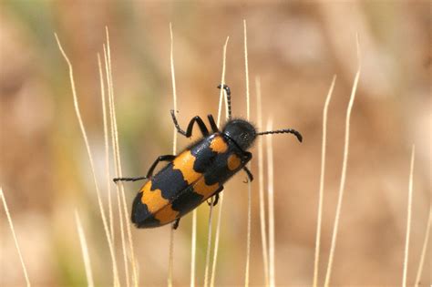 Meloidae Galerie Et Clés De Détermination